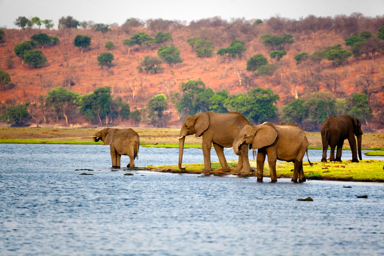 Elefanten trinken am Ufer des Chobe