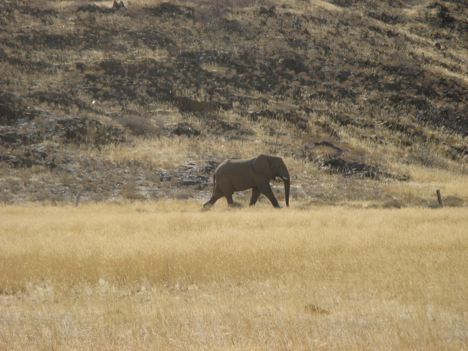 Wüstenelefant in goldenem Gras vor kargen Hügeln im Damaraland