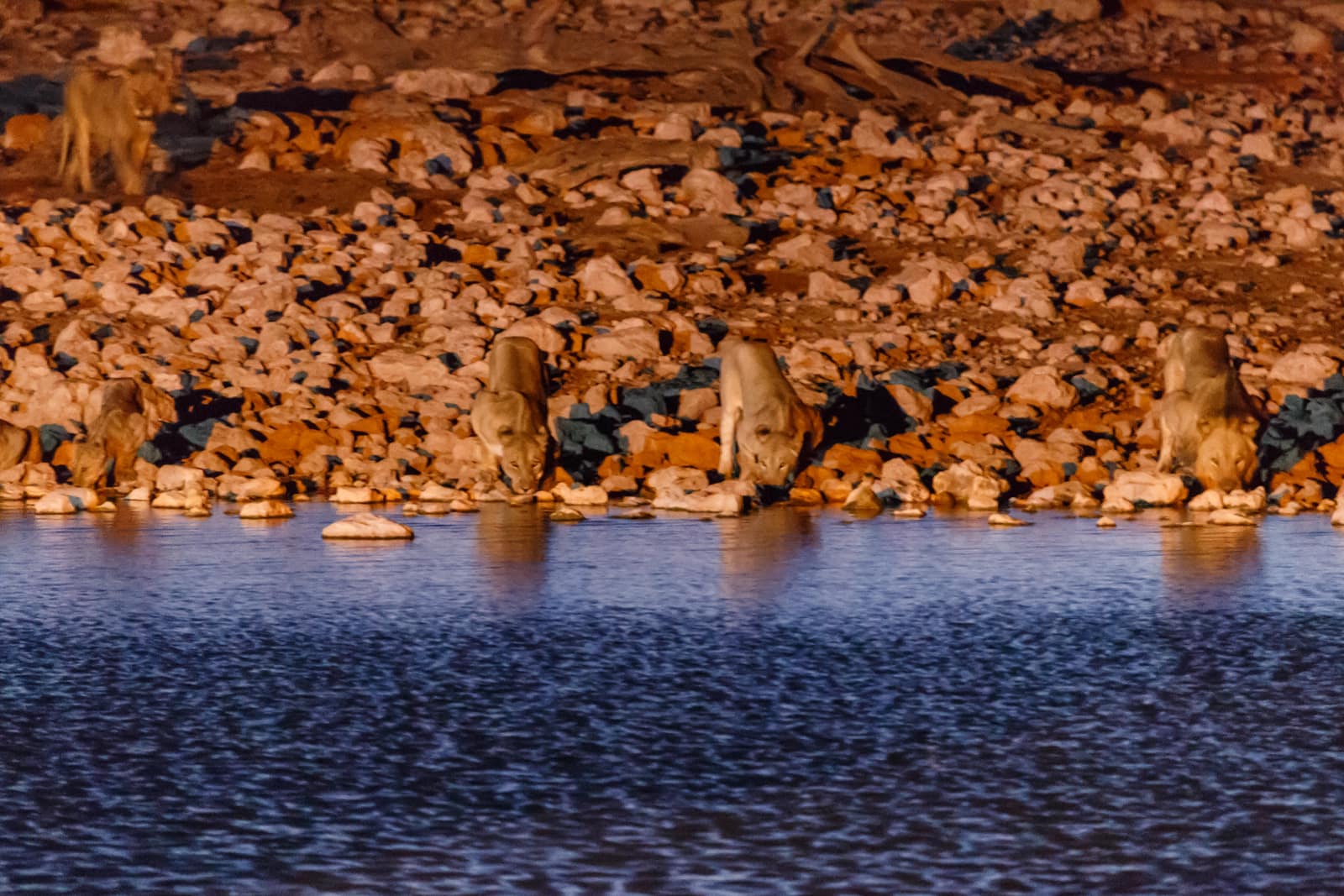 Löwen trinken am Abend an einem Wasserloch im Etosha-Nationalpark