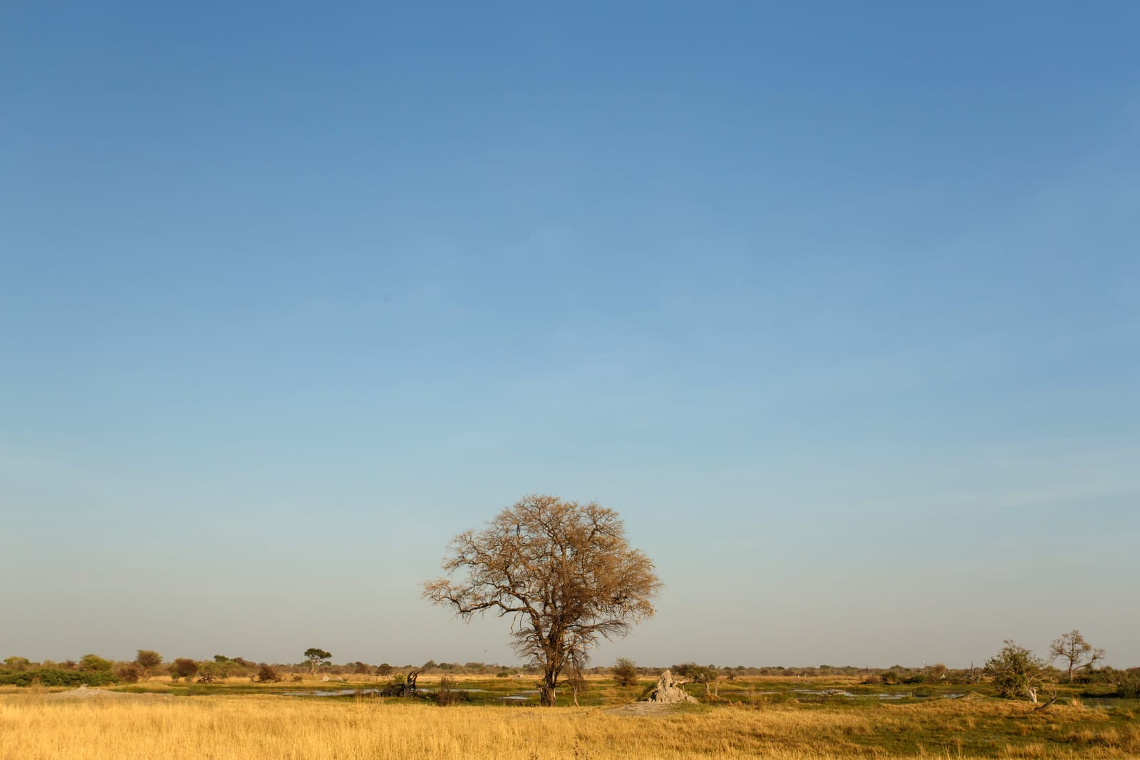 Einzelner Baum in der Grasebene des Moremi-Wildreservats