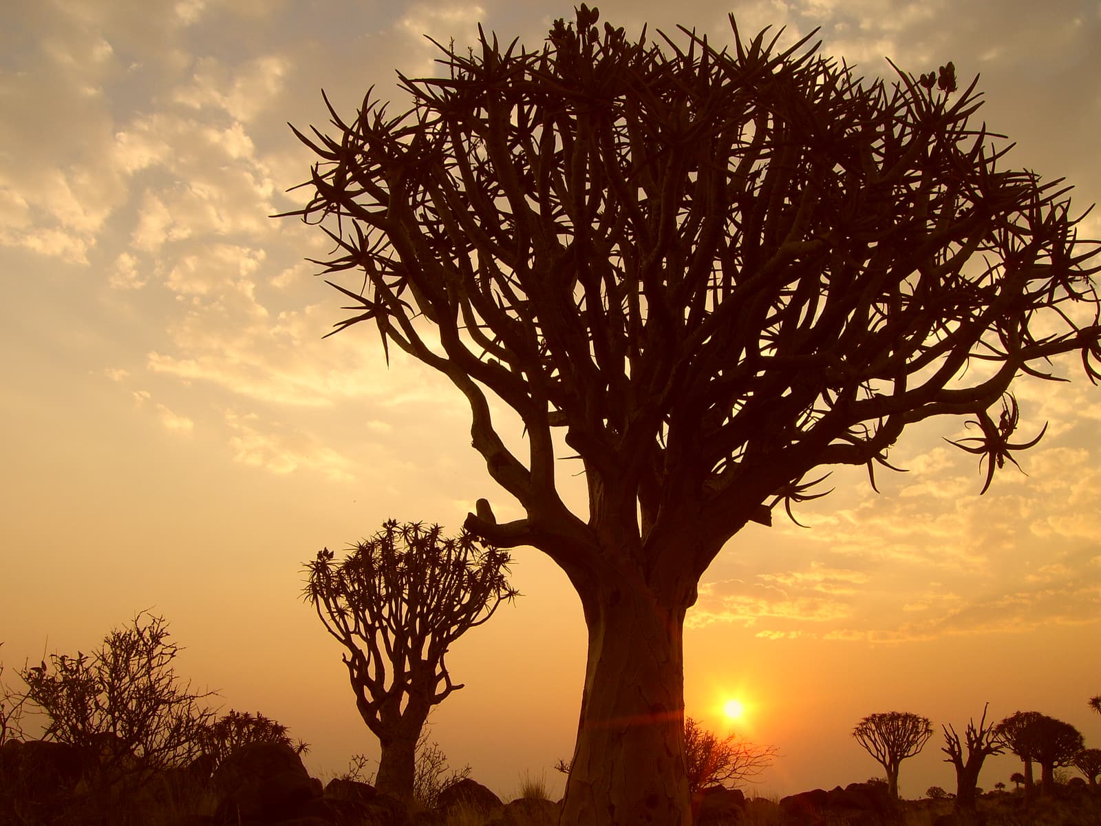 Köcherbaum als Silhouette vor der untergehenden Sonne