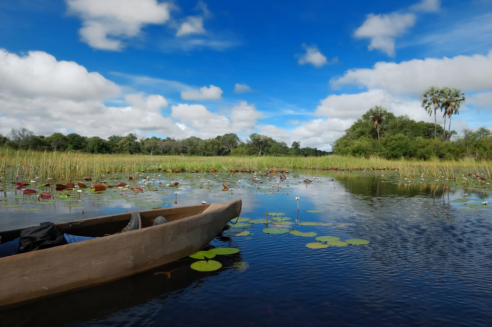 Einbaum zwischen Seerosen im Okavango-Delta