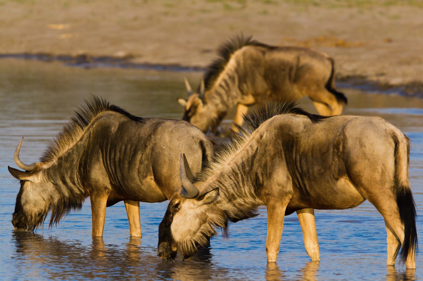 Streifengnus trinken an einer Wasserstelle