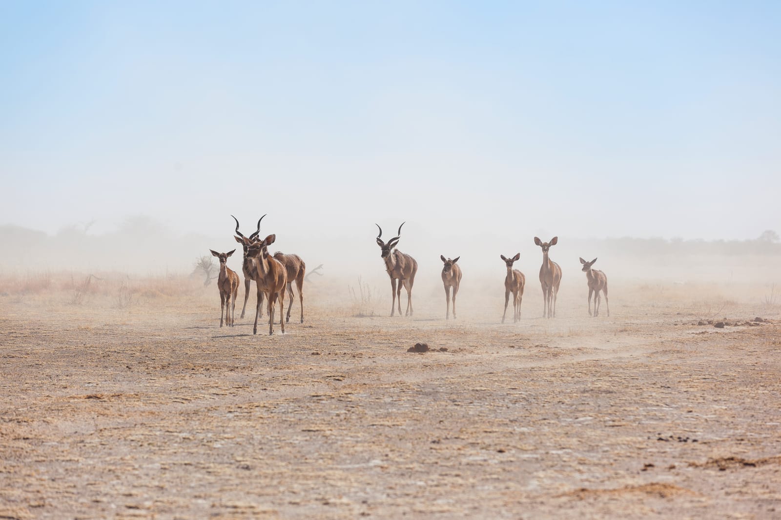 Kudus im Staub der Trockenzeit im Nxai Pan