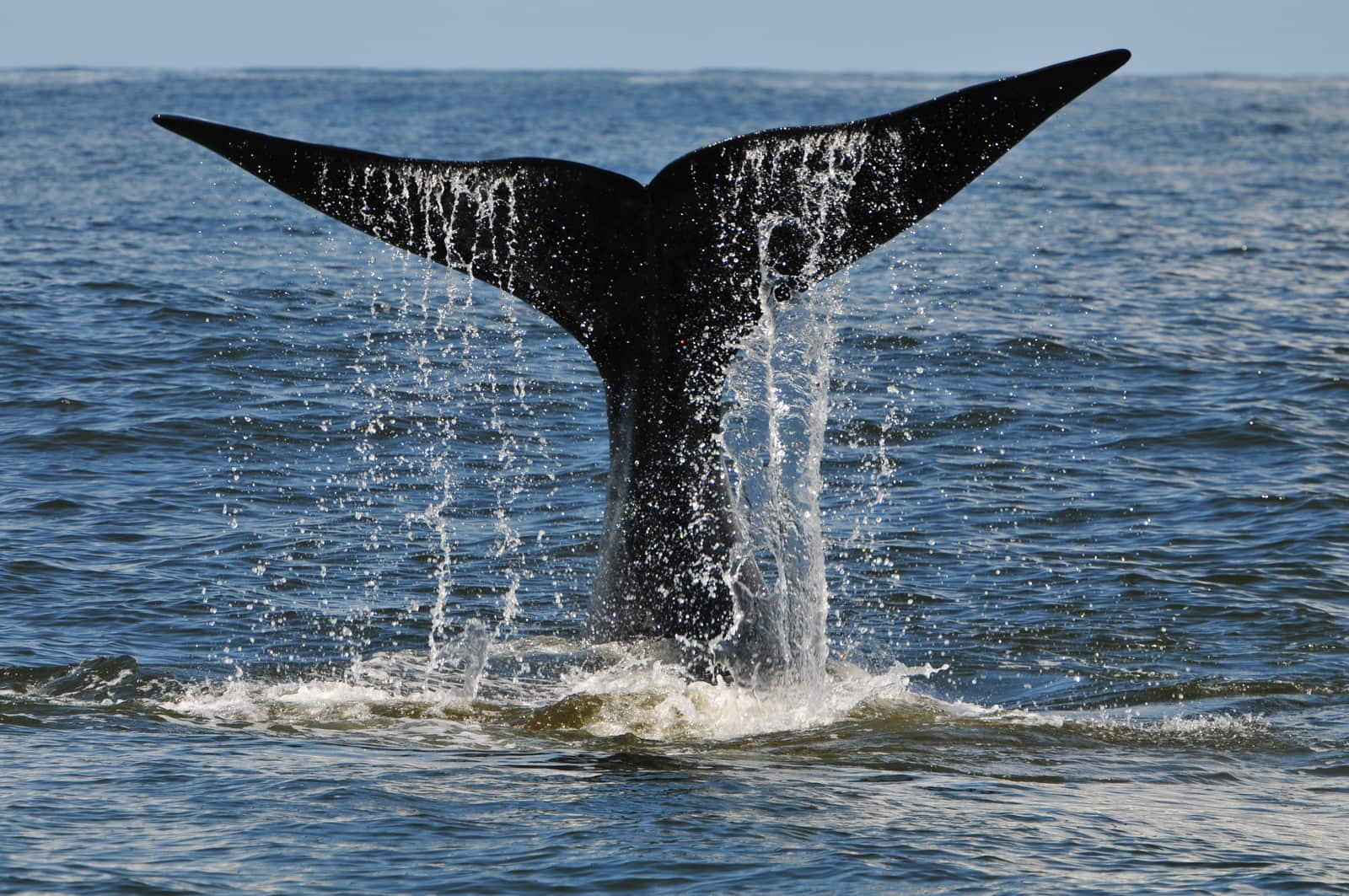 Ein Südkaper schlägt vor Hermanus mit der Schwanzflosse aufs Wasser