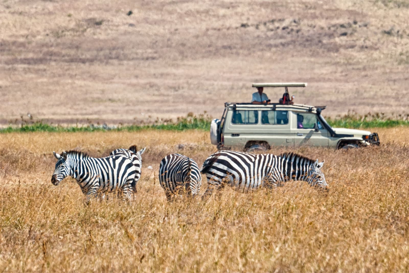 Safari-Geländewagen mit Hubdach hinter grasenden Zebras