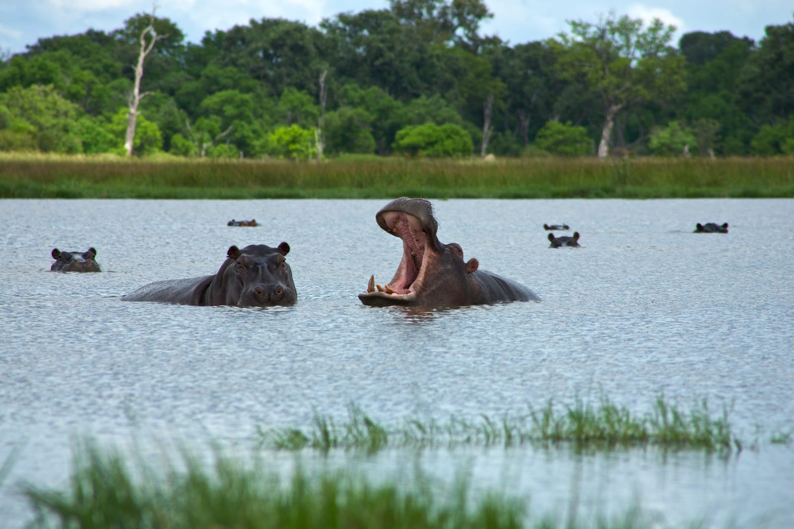 Flusspferde im Wasser eines afrikanischen Flusses