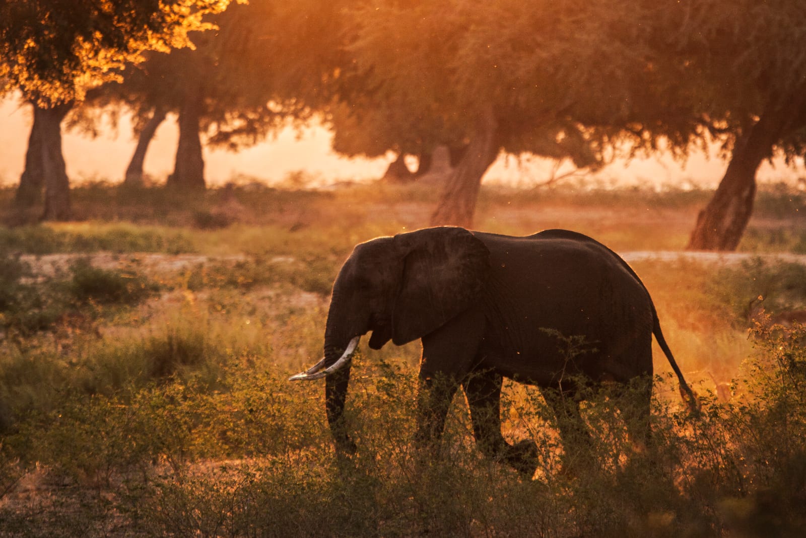 Afrikanischer Elefant im Abendlicht zwischen Bäumen